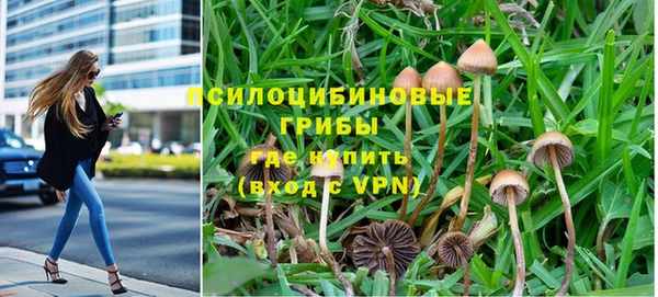 прущие грибы Каменск-Шахтинский